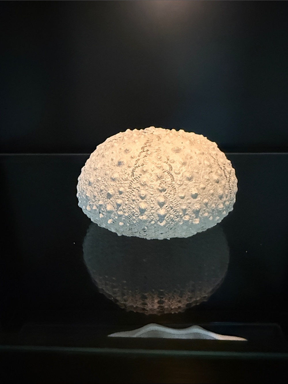 White Sea Urchin Resin
